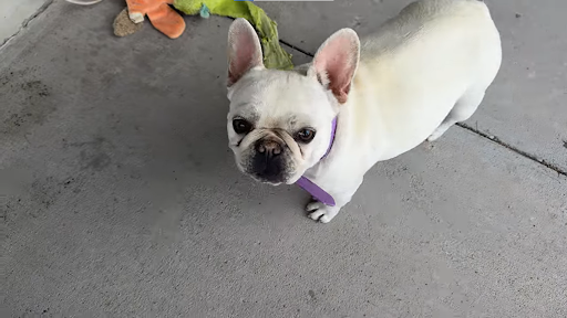 Nilla (cream)